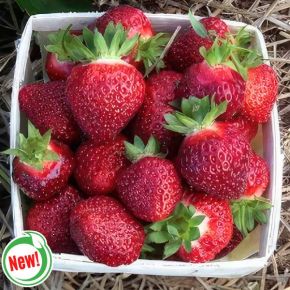 Cavendish Strawberry